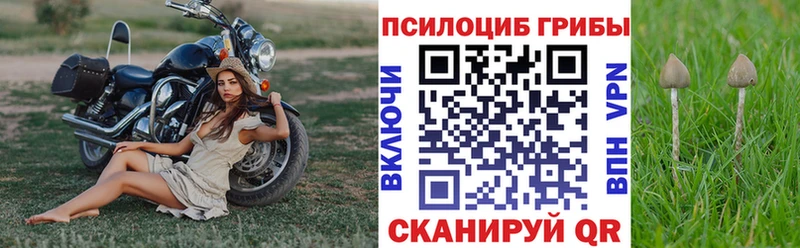 Купить где  Кохма  Галлюциногенные грибы Psilocybine cubensis 